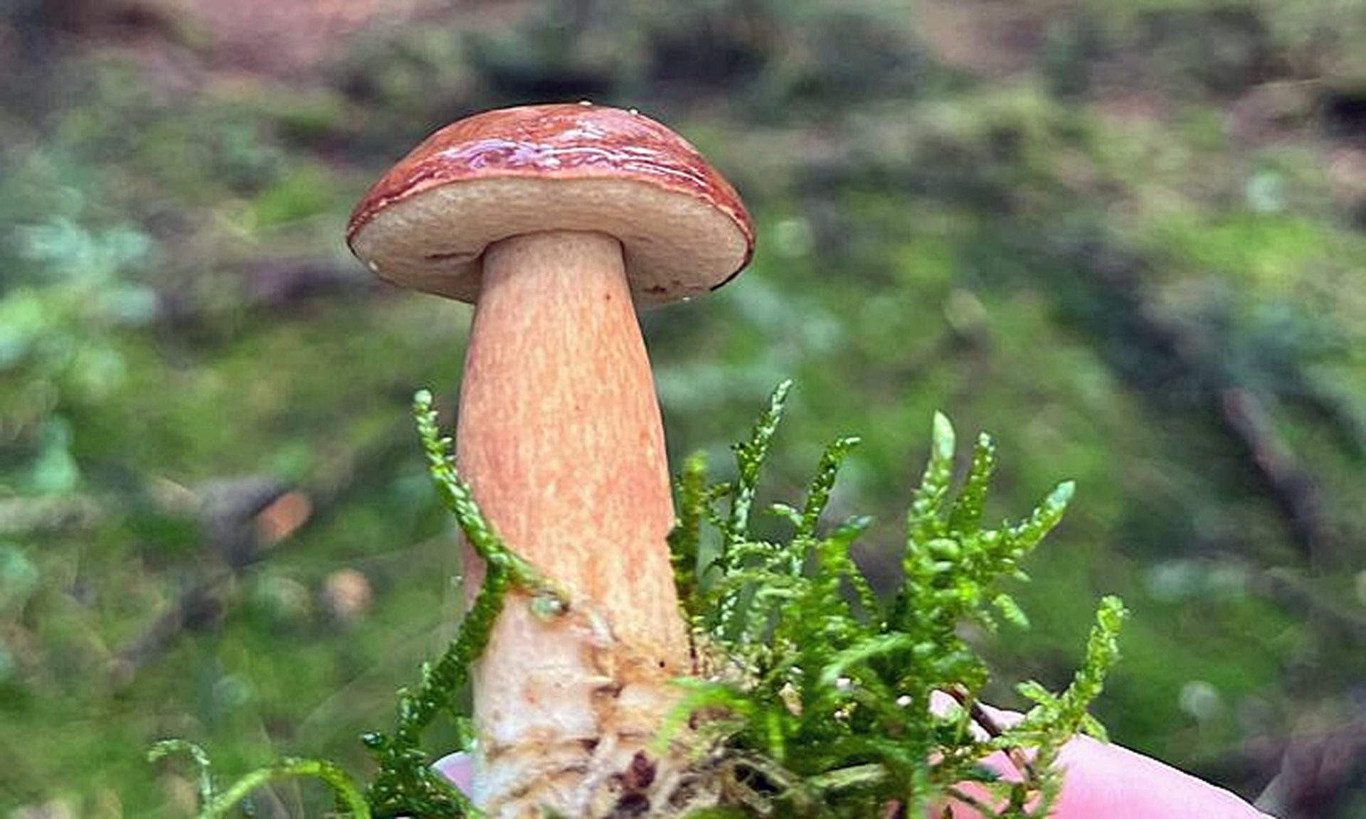 Différences entre cèpe et bolet bai