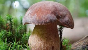 Identifier le cèpe d'été