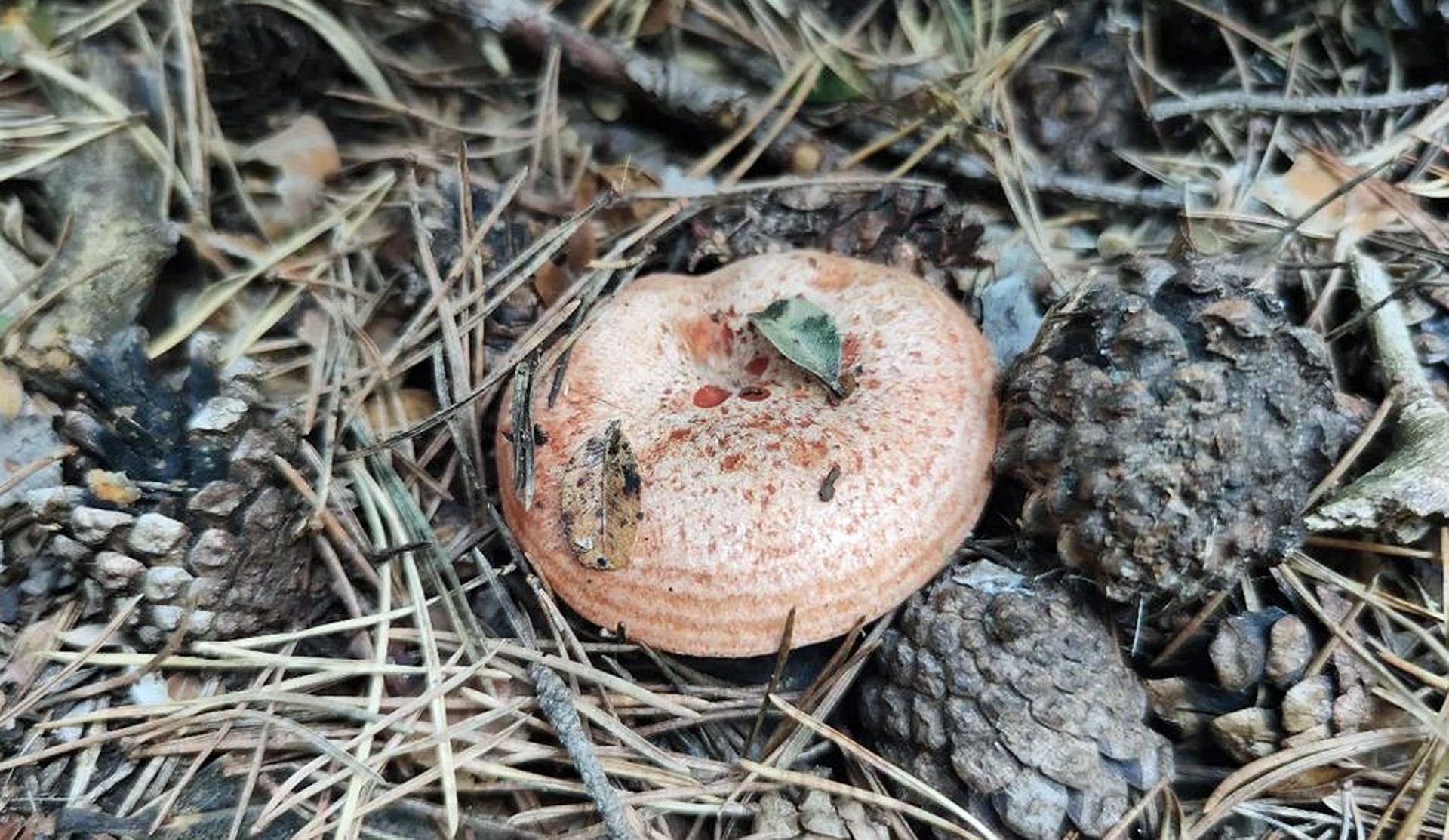 Lactaire sanguin dans une litière