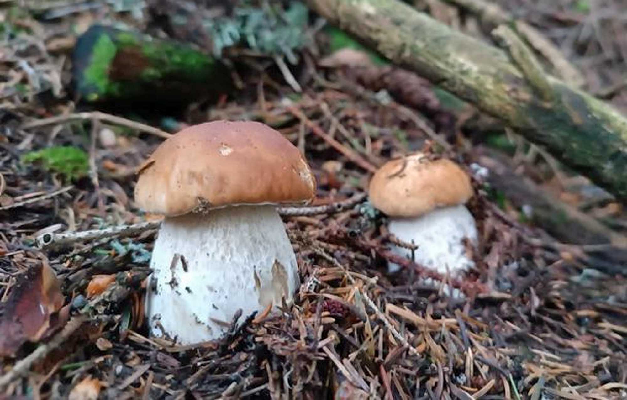 Les cèpes peuvent-ils être toxiques