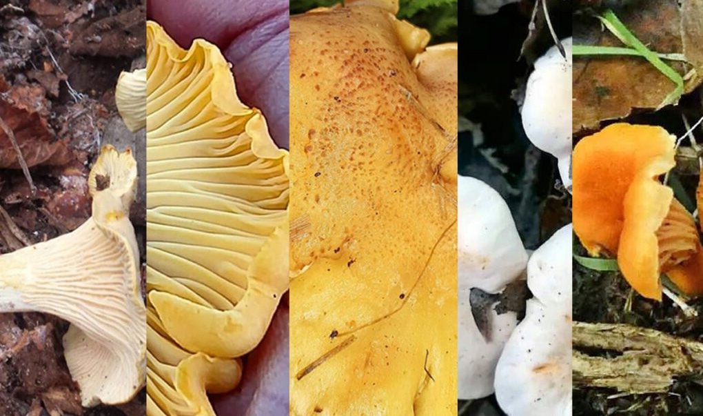 Les différentes girolles
