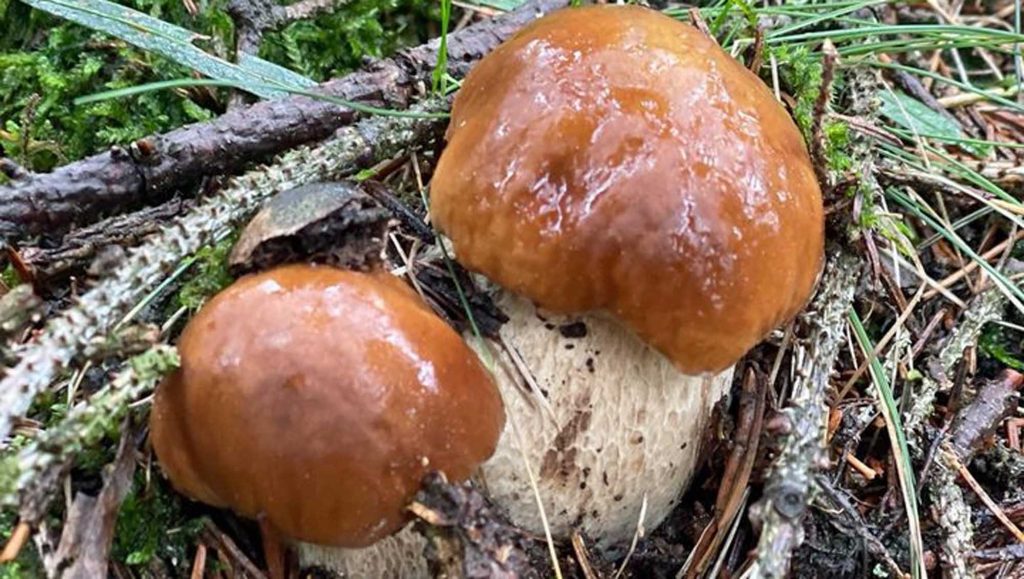 Pluie et champignons