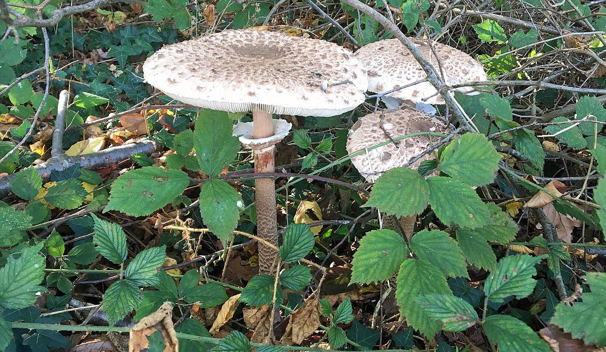 Saison de la coulemelle