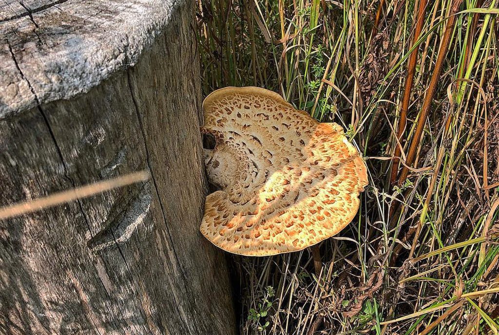 Un polypore écailleux sur une souche