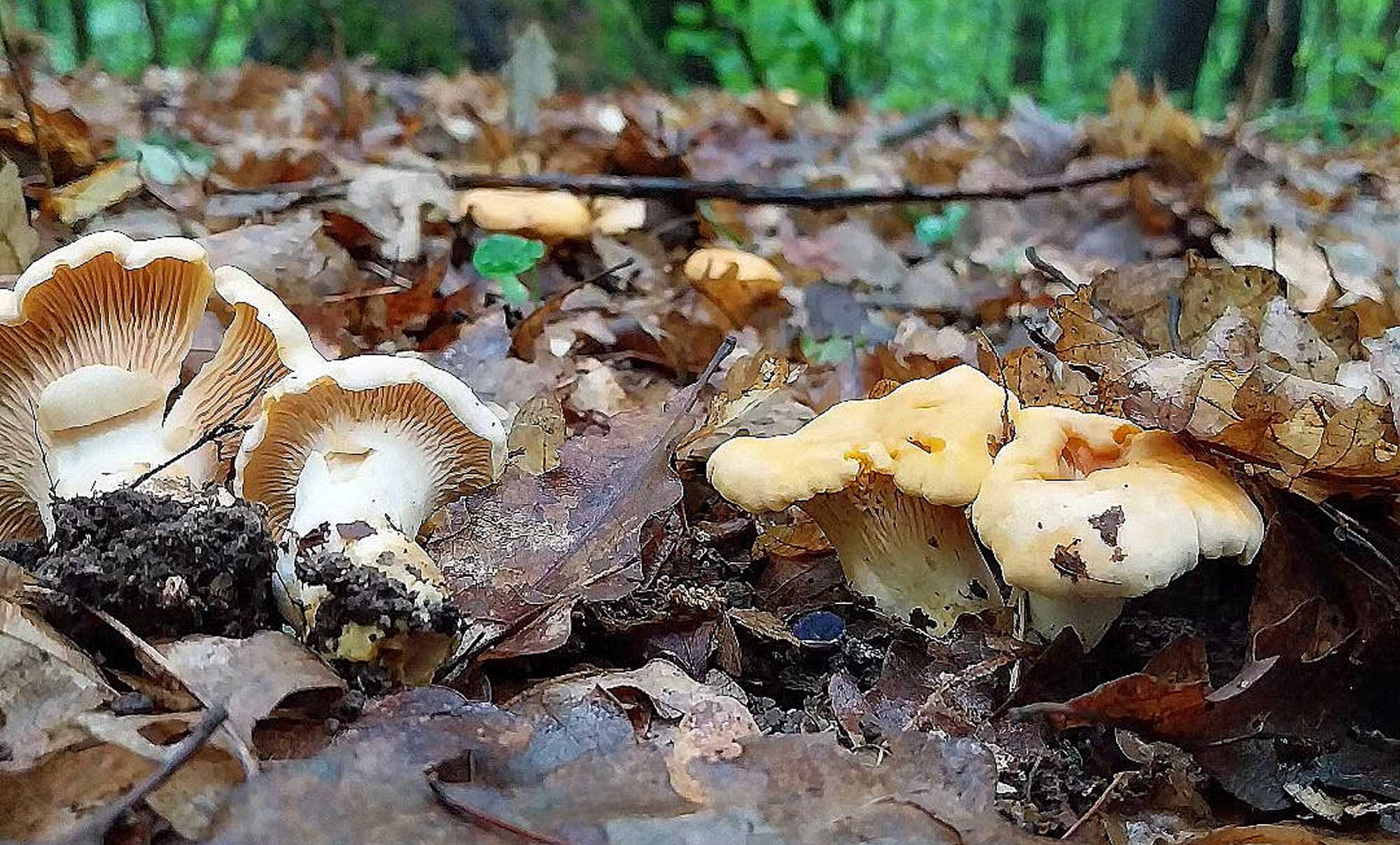 Temps de croissance de la girolle