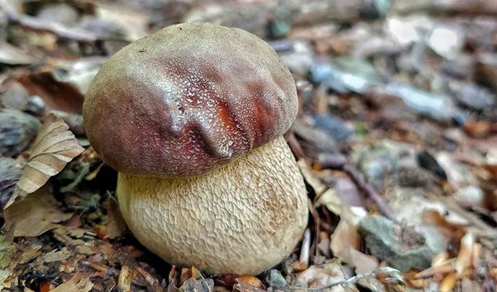 Un cèpe des pins dans la litière de feuilles