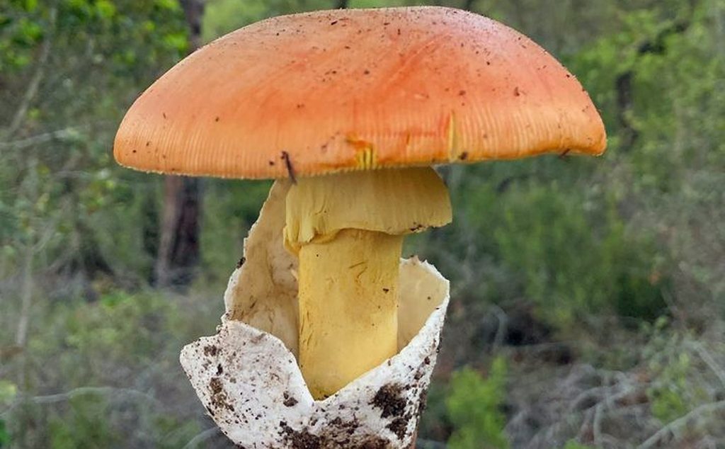 Une amanite des césars