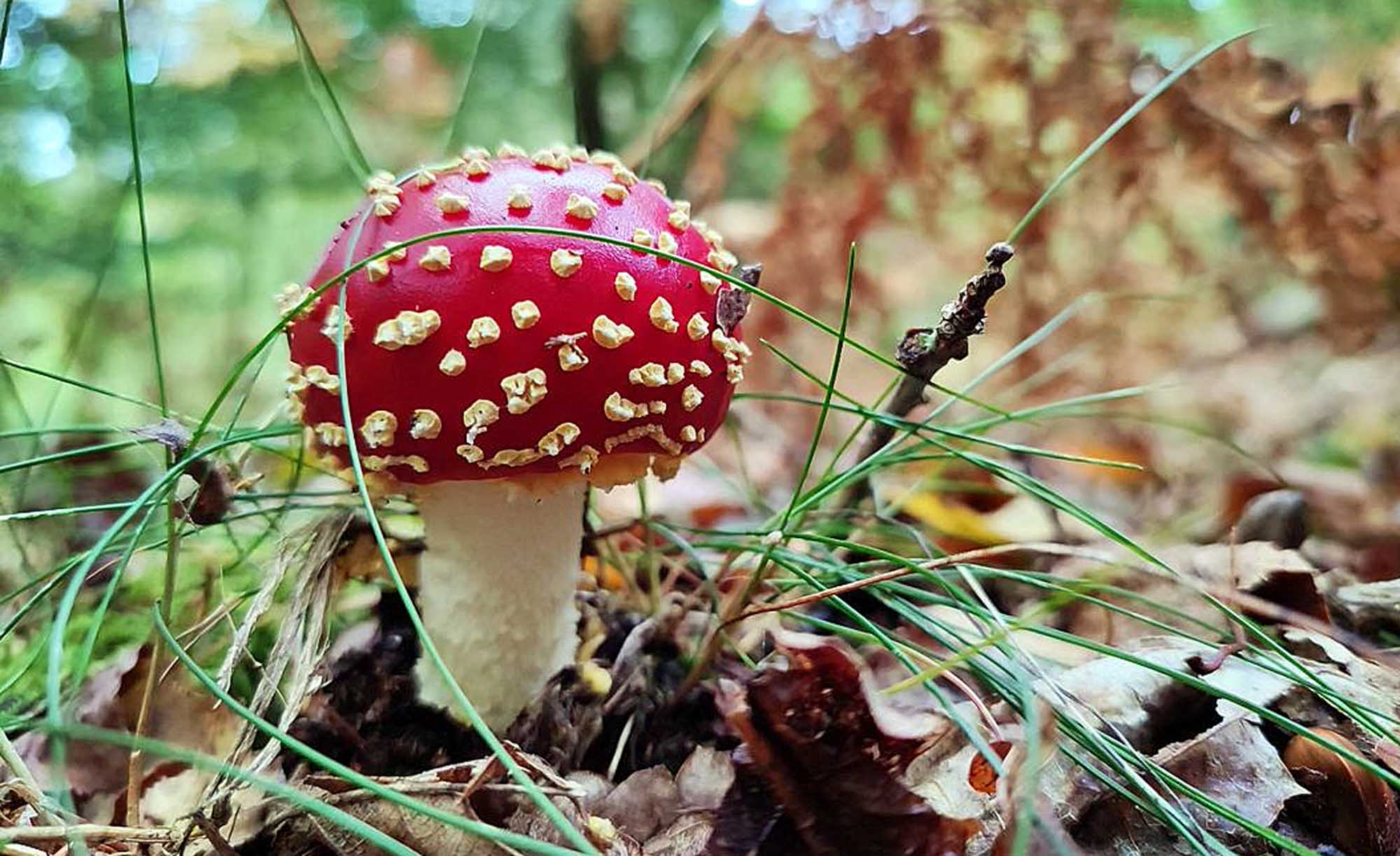 Une amanite tue-mouche