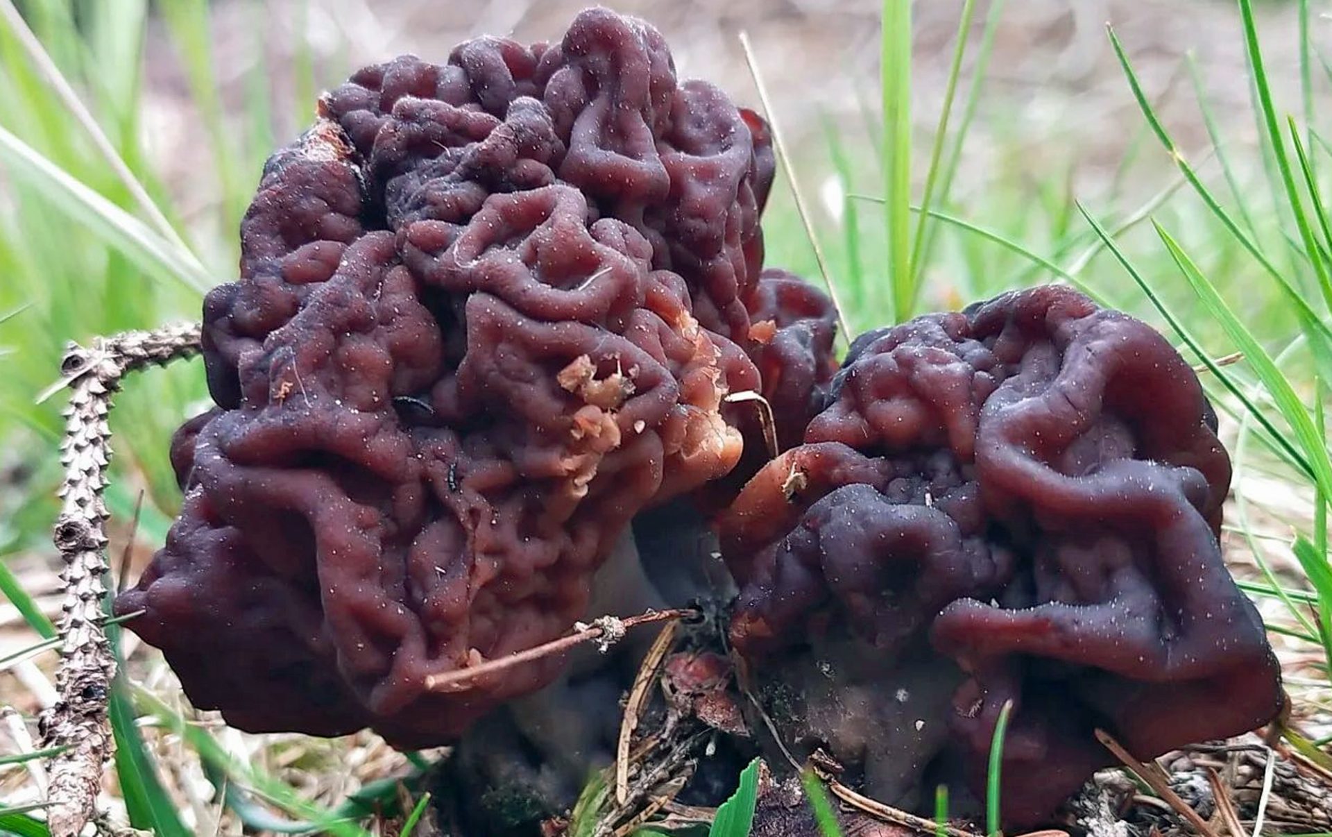 Une fausse morille (gyromitre) dans l'herbe