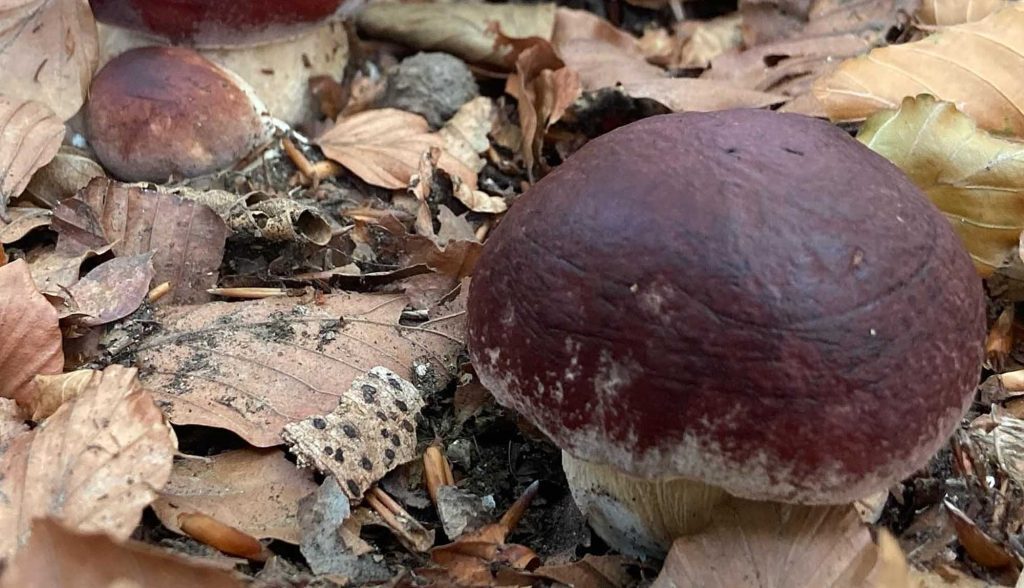 arbres et champignons