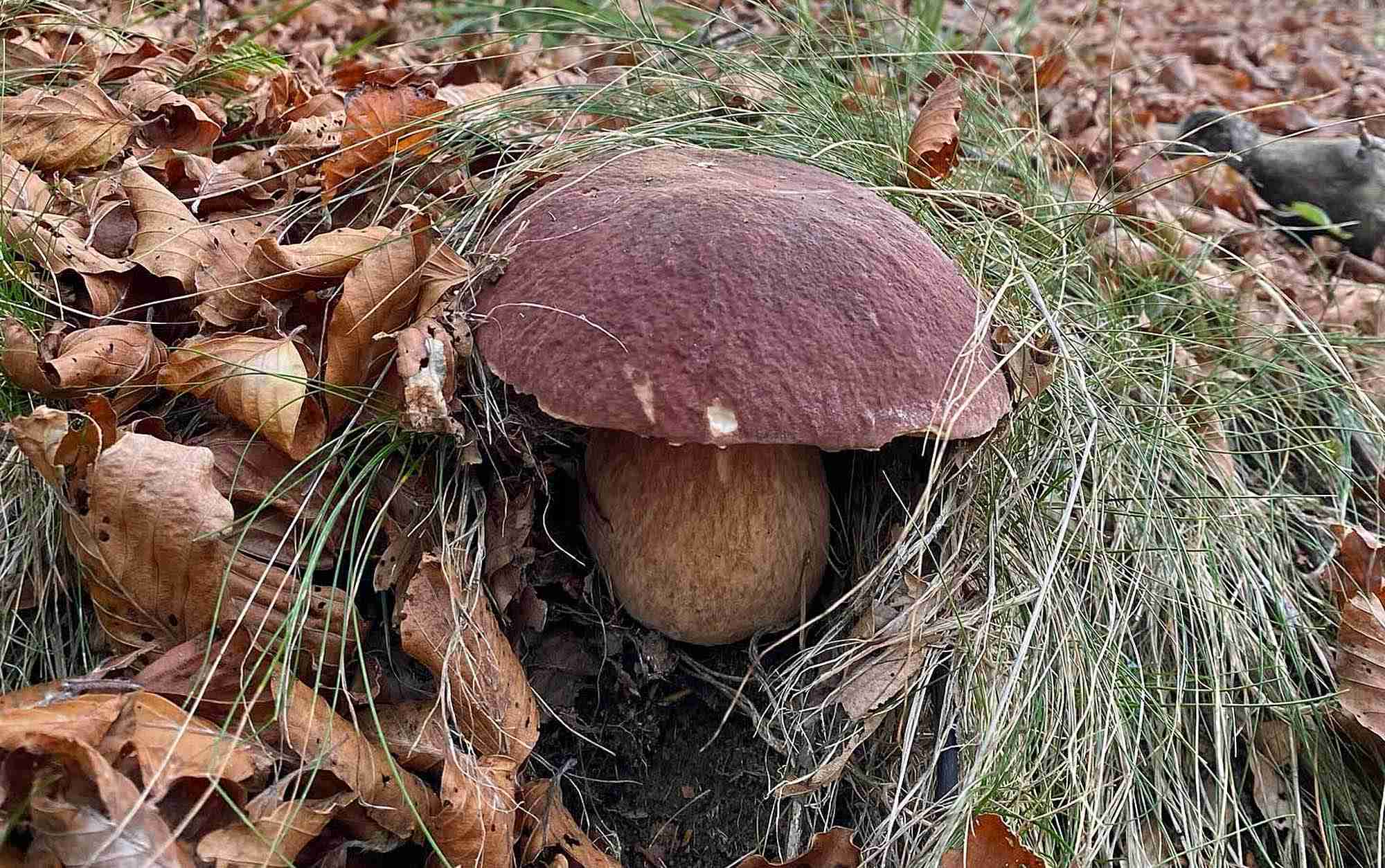 cèpes en altitude - cèpe des pins