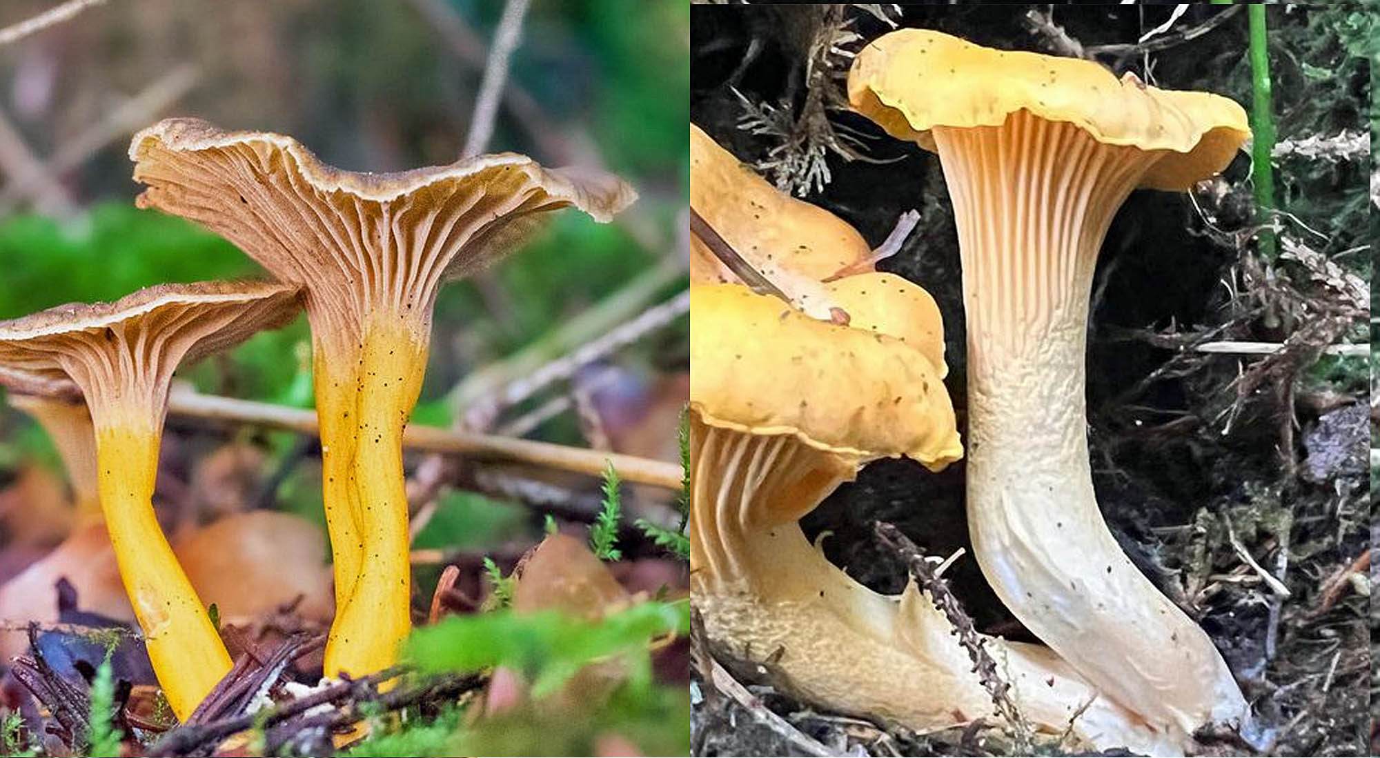 différences entre chanterelle et girolle