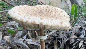 la lépiote élevée, souvent confondue