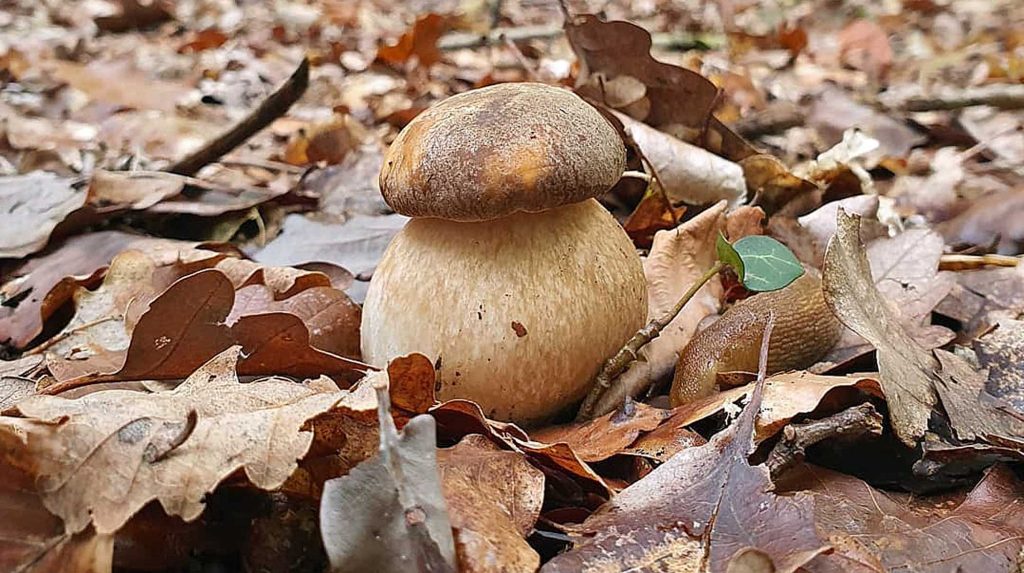 temps de pousse du cèpe