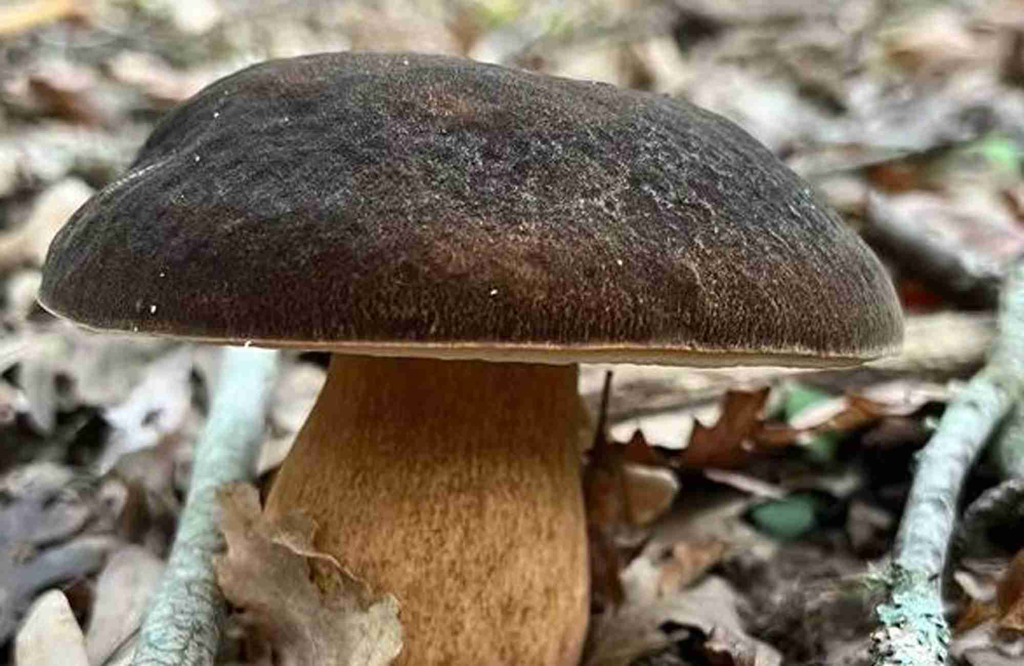 Champignons du moment