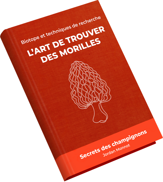 Guide de recherche pour les morilles