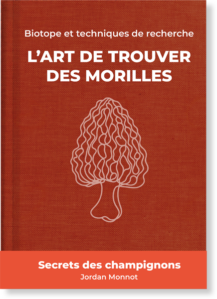 Guide de recherche pour les morilles